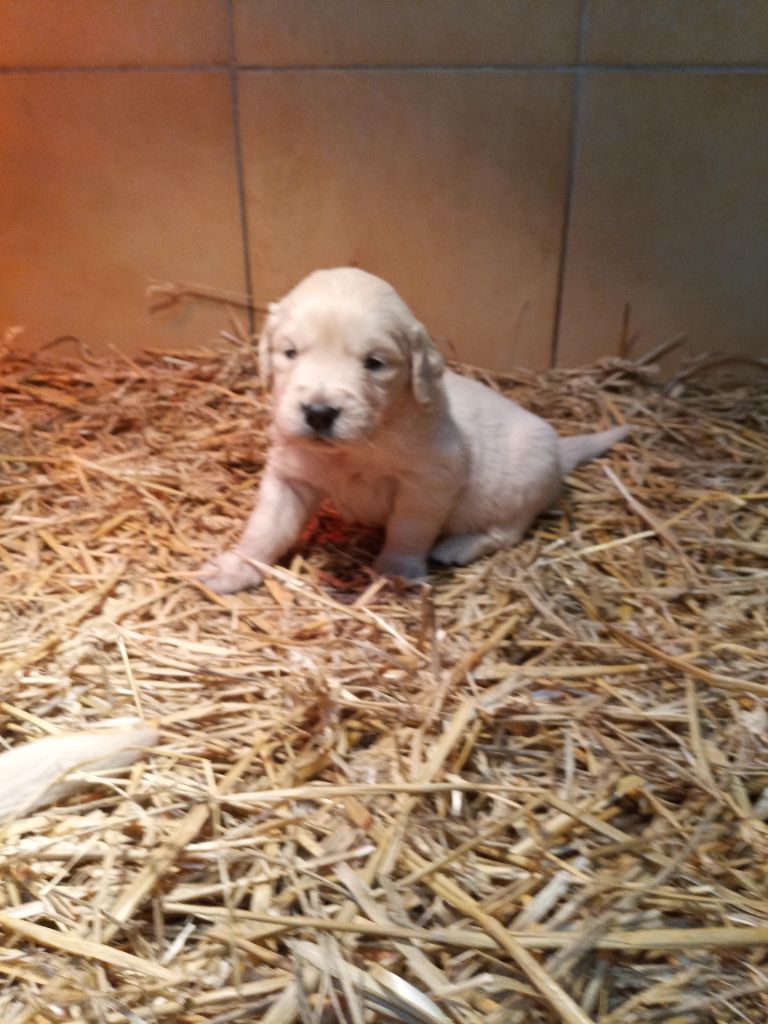 du Marais Flamand - Chiot disponible  - Golden Retriever