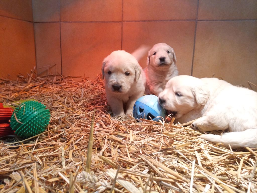 du Marais Flamand - Chiot disponible  - Golden Retriever