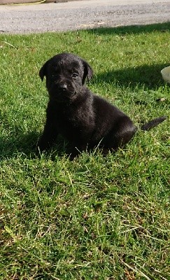 du Marais Flamand - Labrador Retriever - Portée née le 11/09/2021