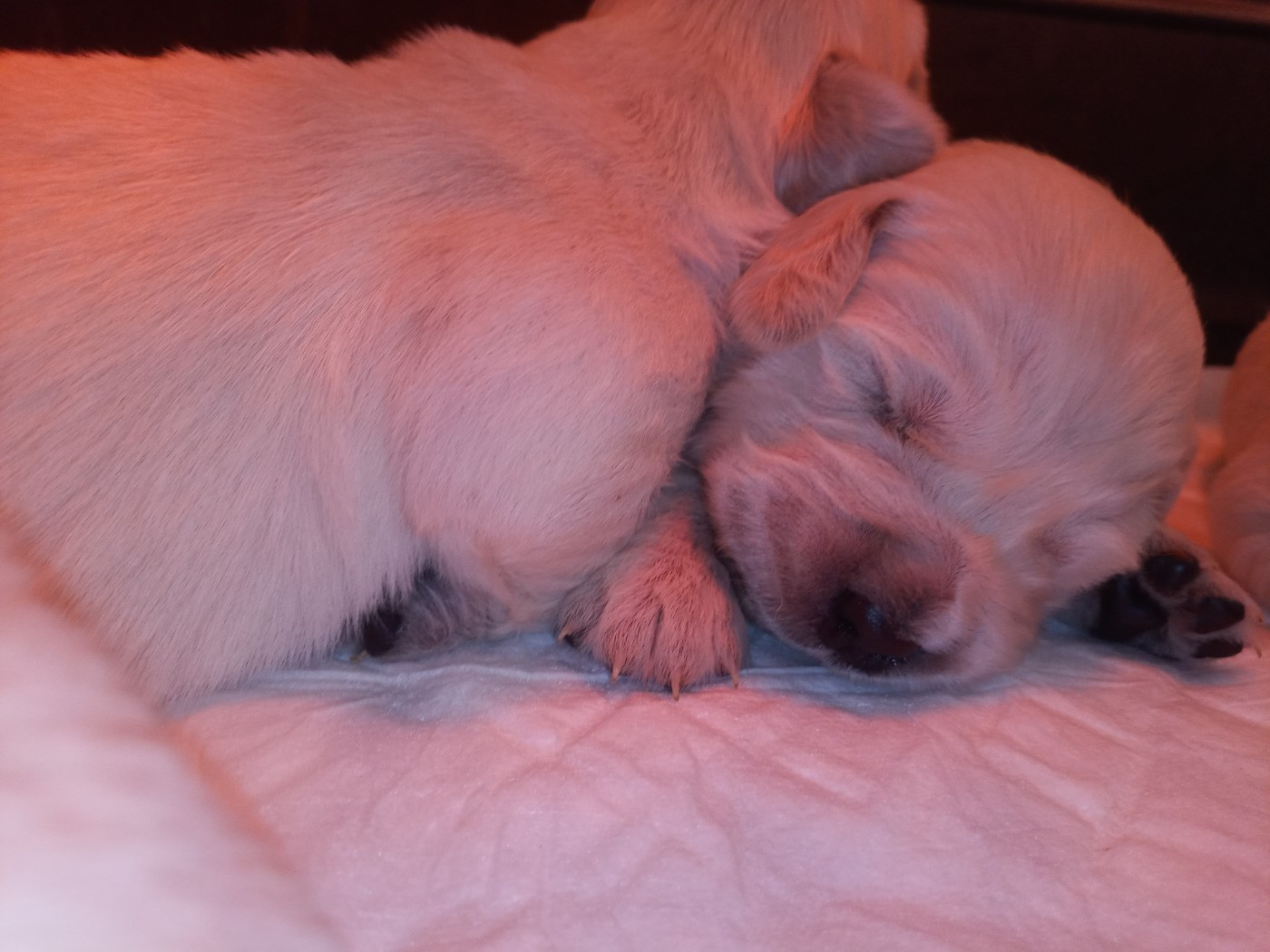 Chiots Tixy - Ruben 2026