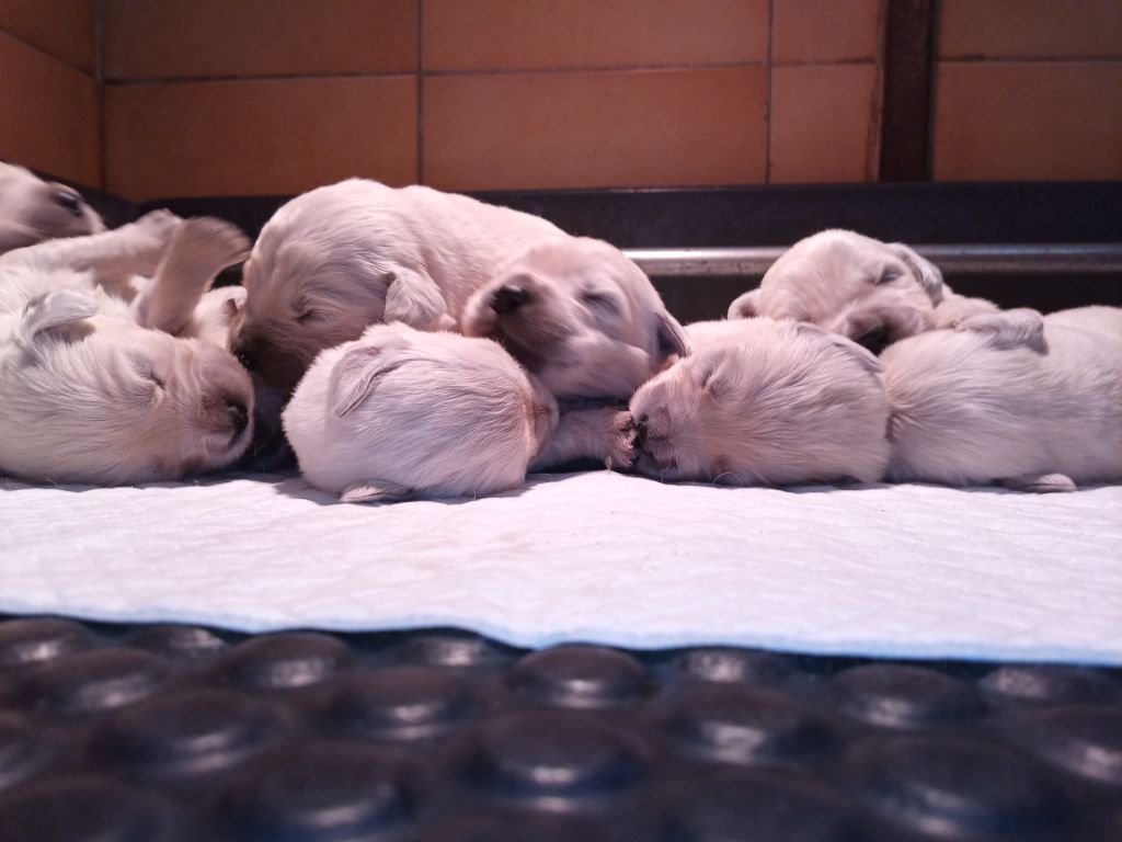 Chiots Jena - Mistral 2022