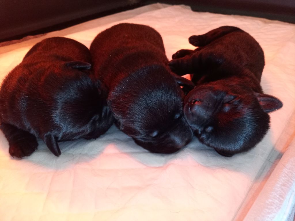 Chiots Stella - Rio 2025