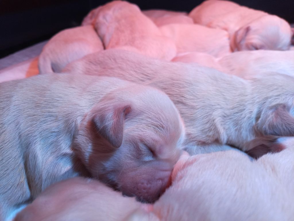 Chiots Roxy - Ruben 2023
