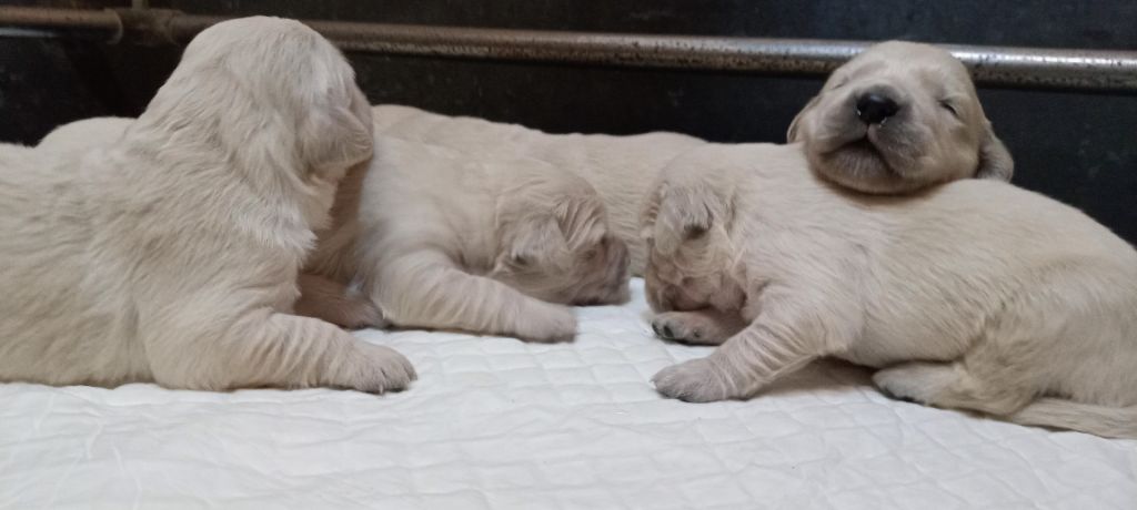 Chiots Roxy - Ruben 2025