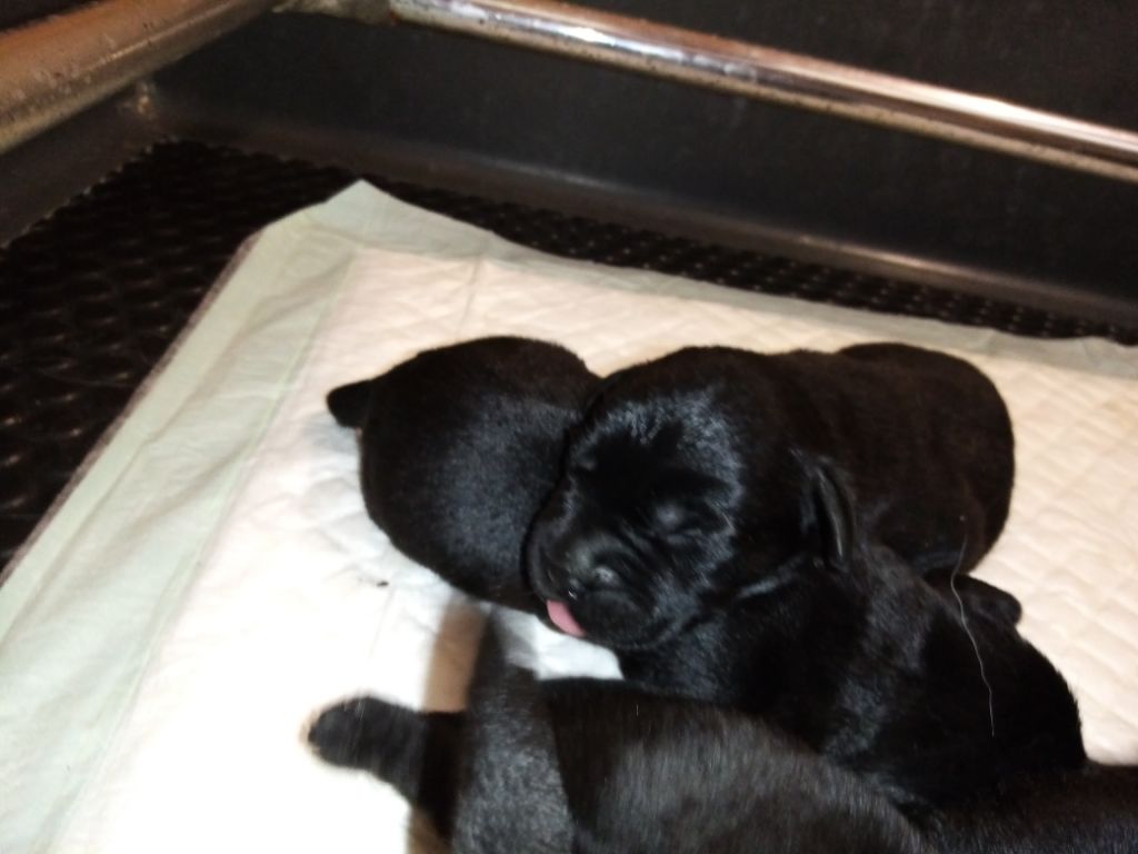 Chiots Orka 2021