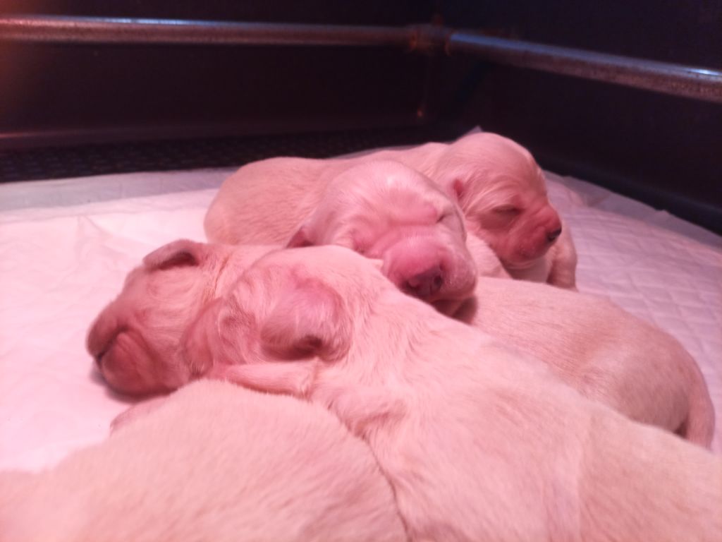 Chiots Roxy - Ruben 2022