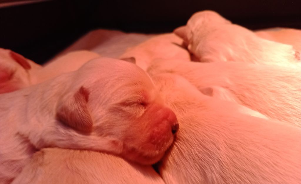 Chiots Roxy - Ruben 2024