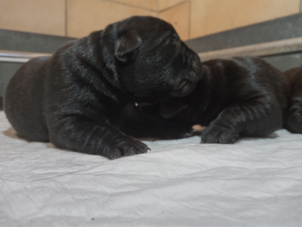 Chiots Prada - Maiko 2024