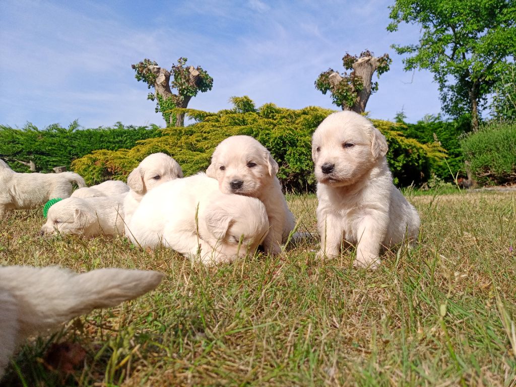 du Marais Flamand - Chiots disponibles - Golden Retriever