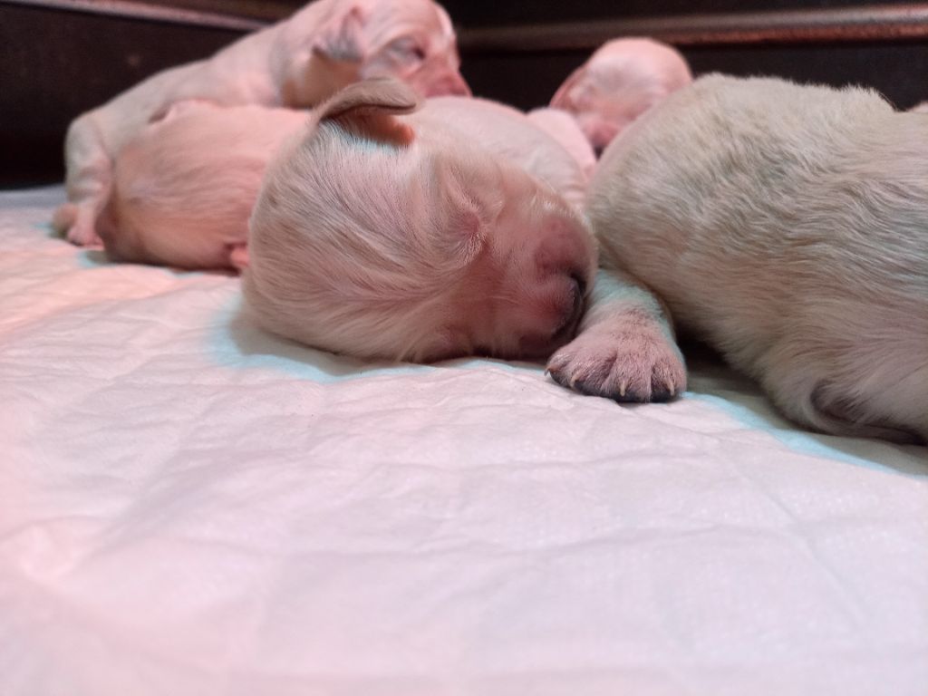 du Marais Flamand - Chiots disponibles - Golden Retriever