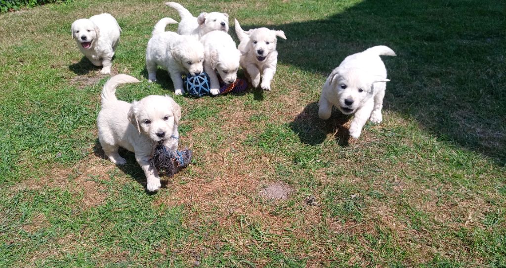 du Marais Flamand - Chiots disponibles - Golden Retriever