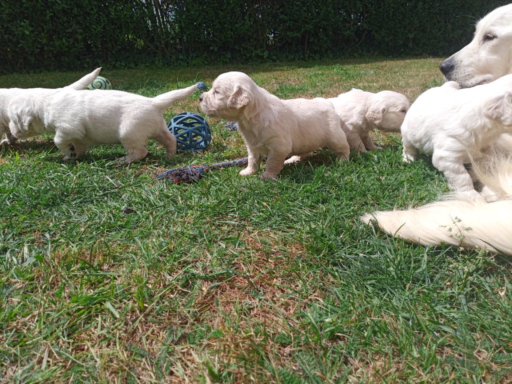 du Marais Flamand - Chiots disponibles - Golden Retriever