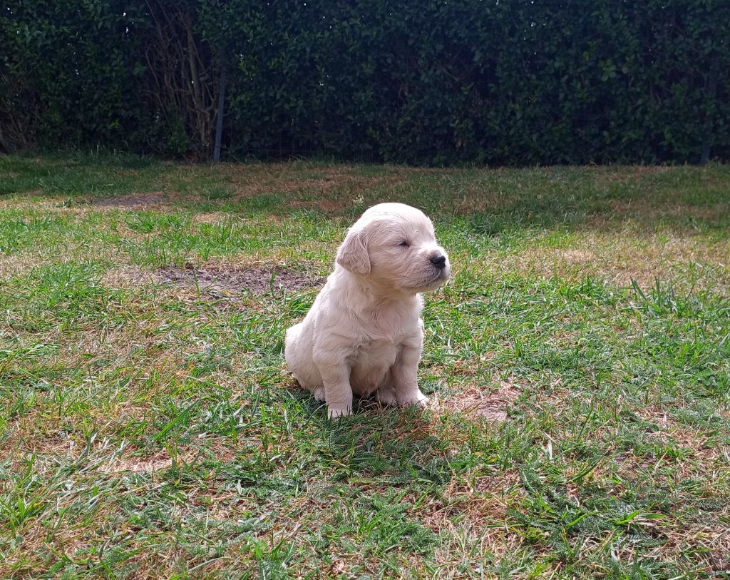 du Marais Flamand - Chiots disponibles - Golden Retriever