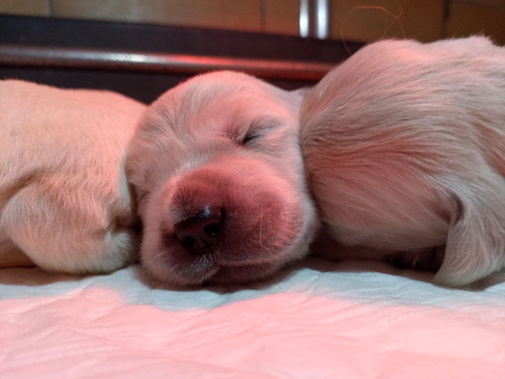 du Marais Flamand - Chiots disponibles - Golden Retriever
