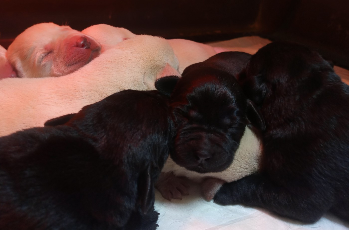 du Marais Flamand - Chiots disponibles - Labrador Retriever
