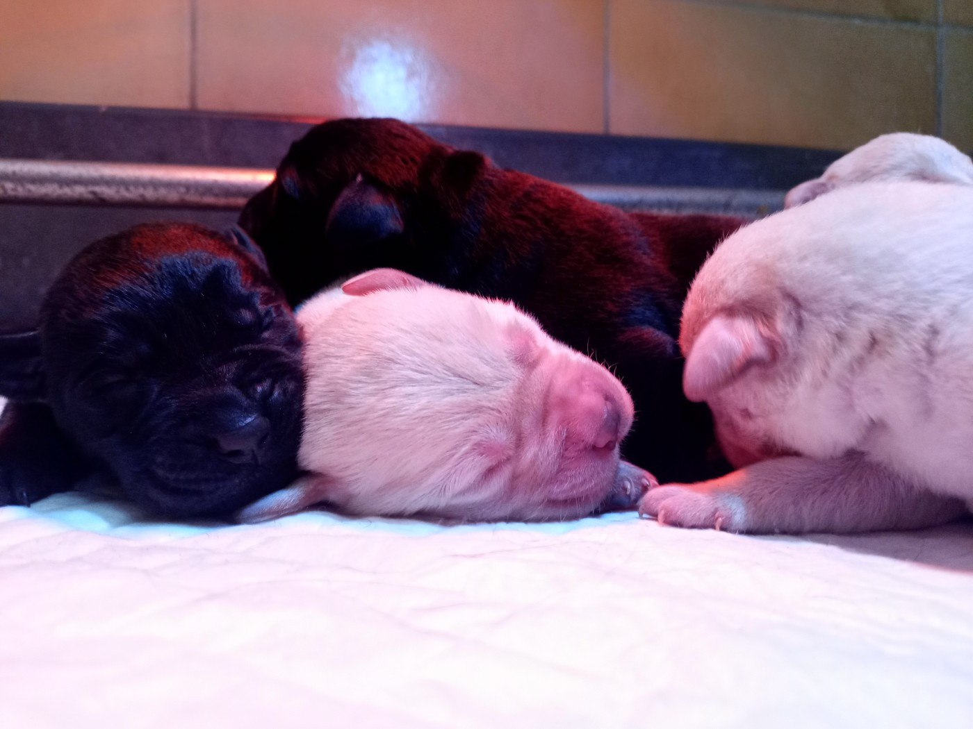 du Marais Flamand - Chiots disponibles - Labrador Retriever