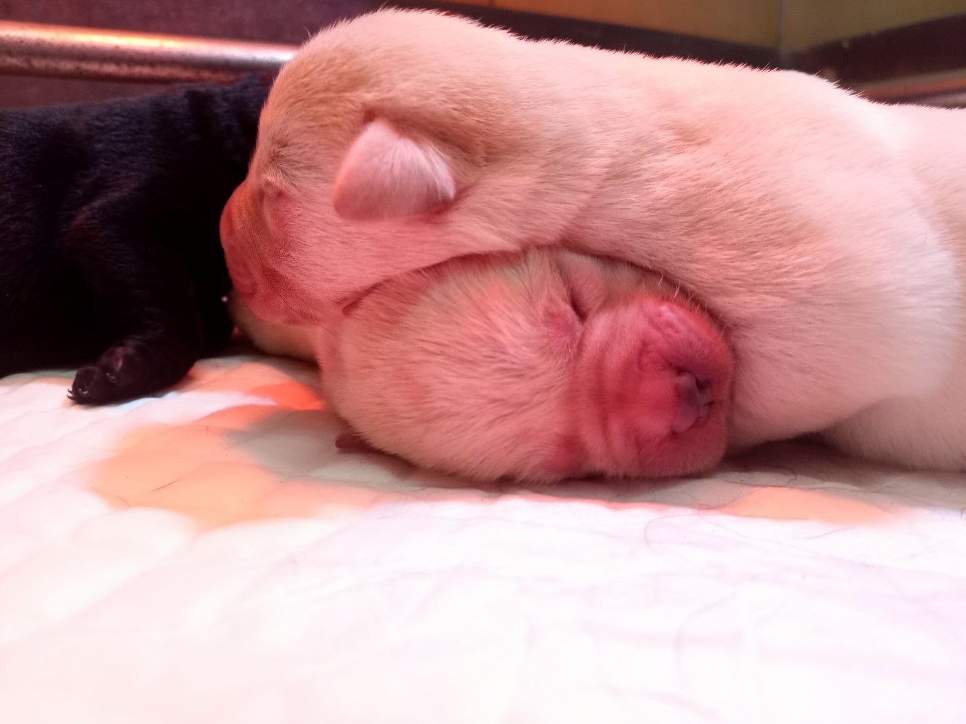 du Marais Flamand - Chiots disponibles - Labrador Retriever