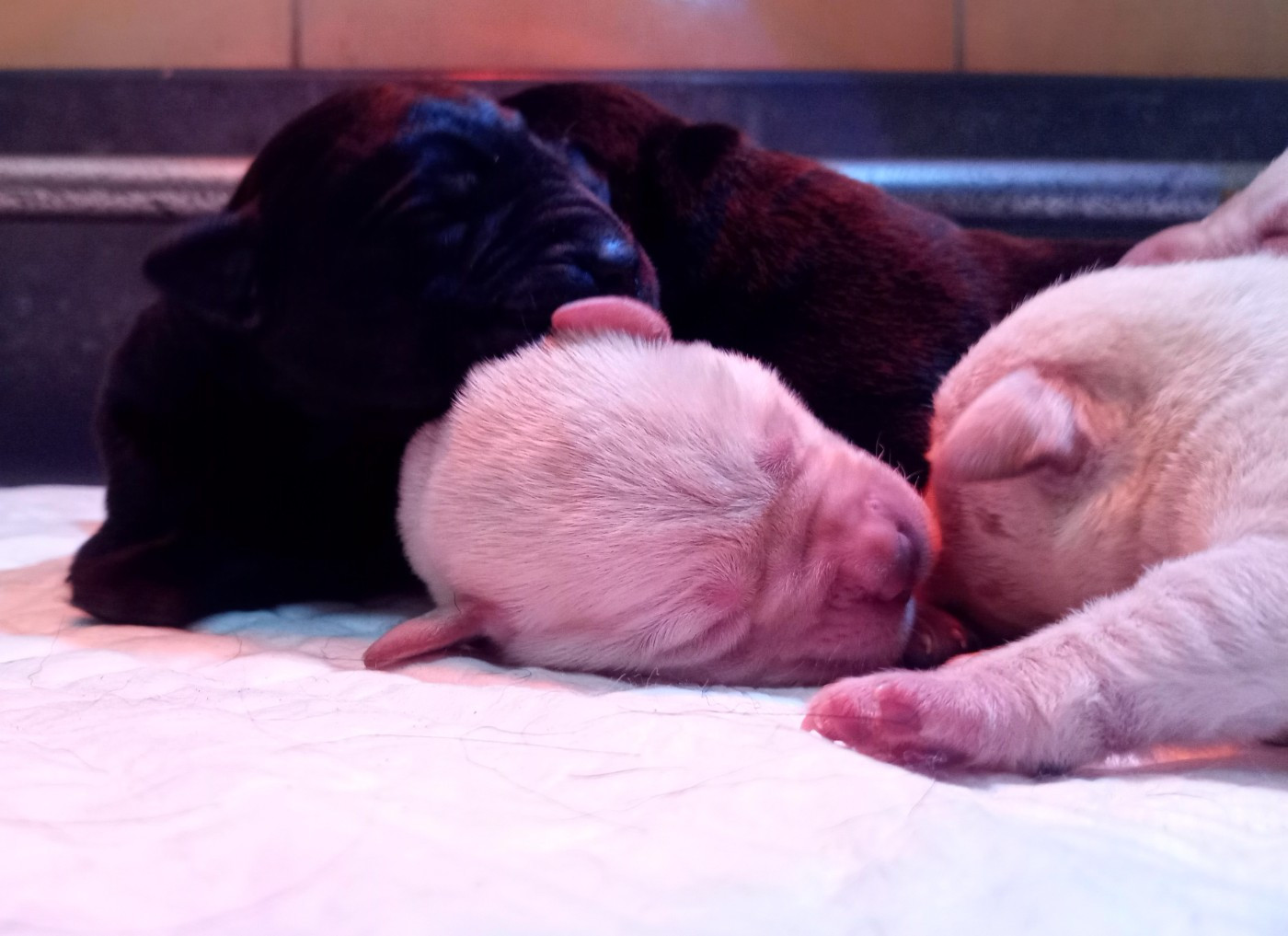 du Marais Flamand - Chiots disponibles - Labrador Retriever