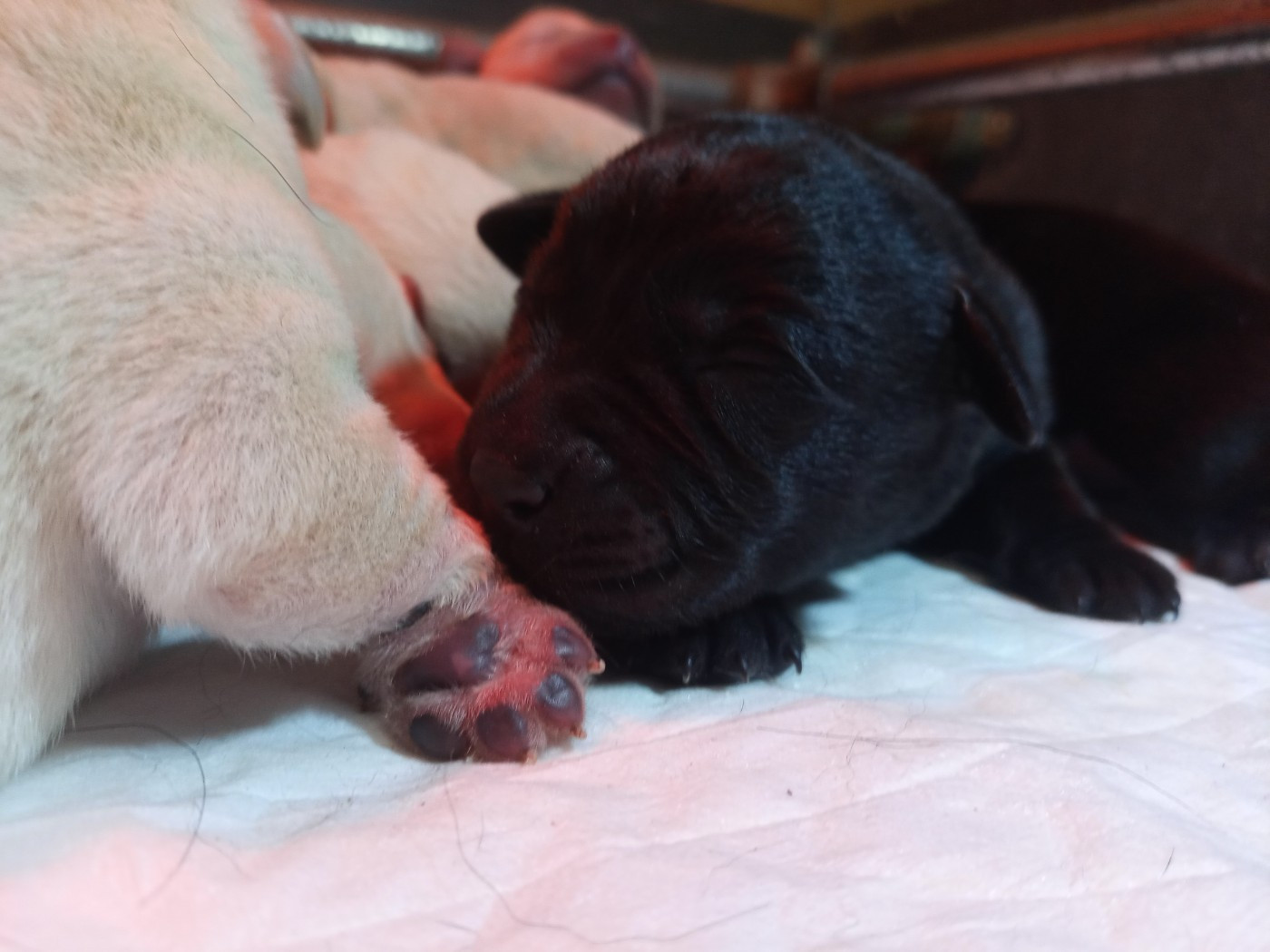 du Marais Flamand - Chiots disponibles - Labrador Retriever