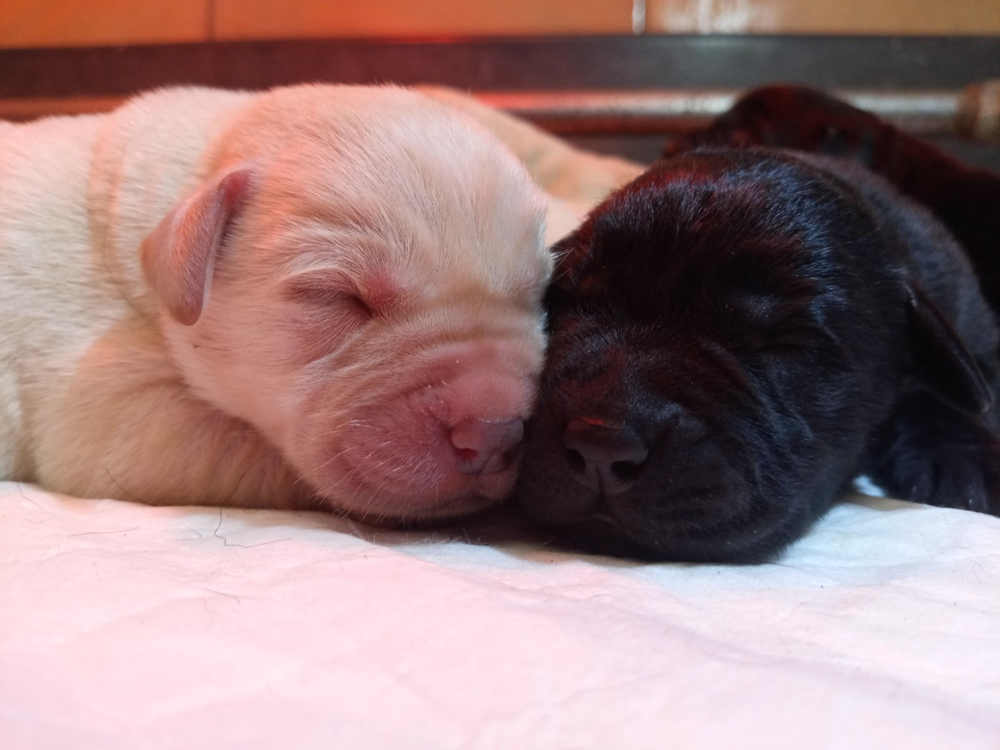 du Marais Flamand - Chiots disponibles - Labrador Retriever