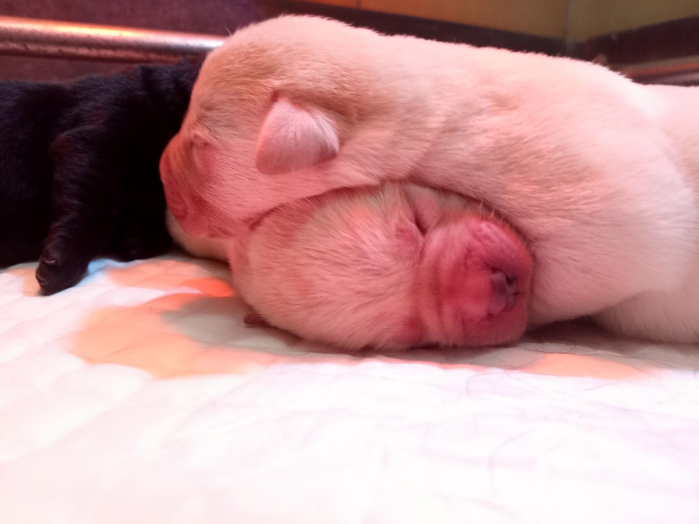 du Marais Flamand - Chiots disponibles - Labrador Retriever