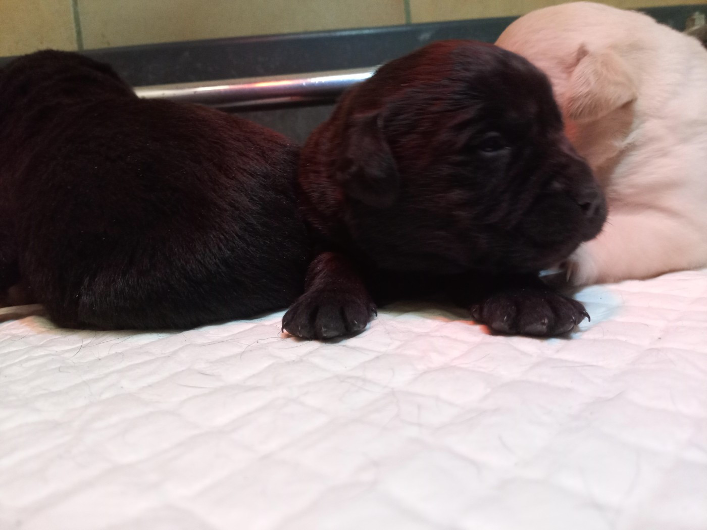du Marais Flamand - Chiots disponibles - Labrador Retriever
