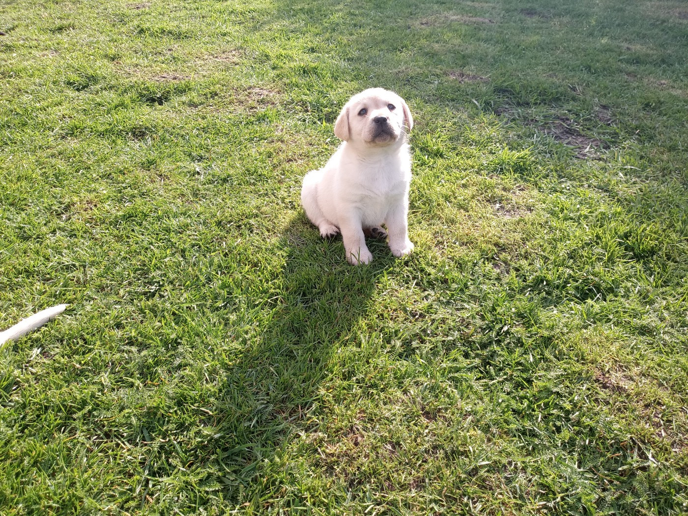 du Marais Flamand - Chiots disponibles - Labrador Retriever