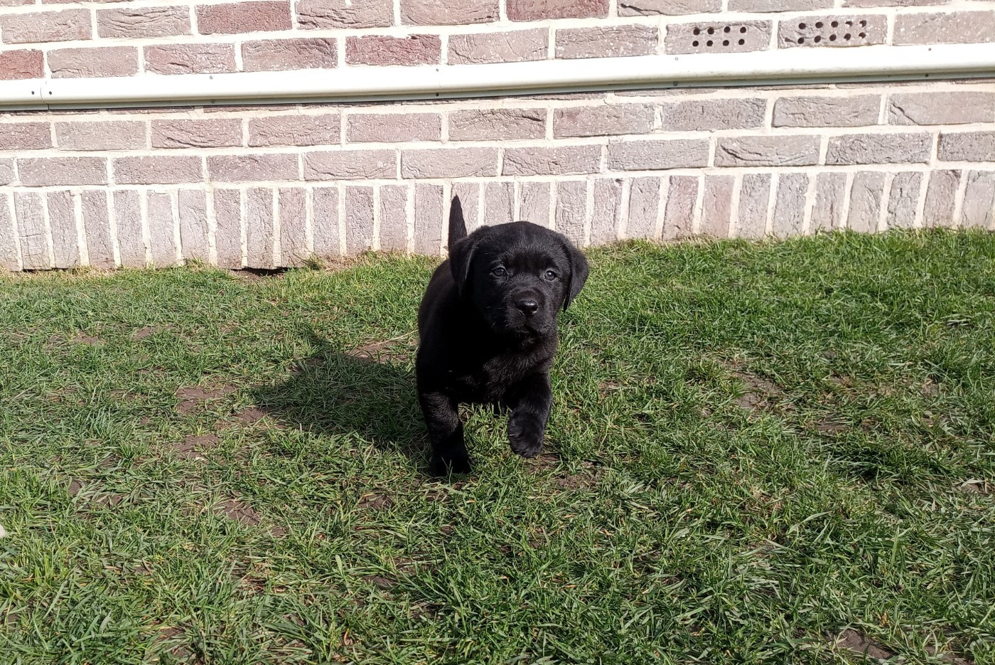 du Marais Flamand - Chiots disponibles - Labrador Retriever