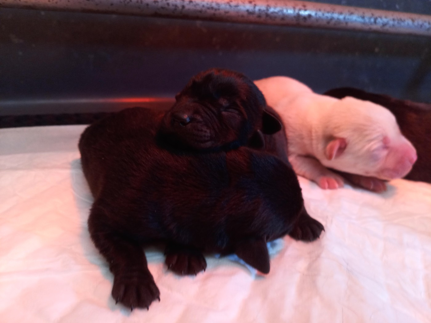 du Marais Flamand - Chiots disponibles - Labrador Retriever