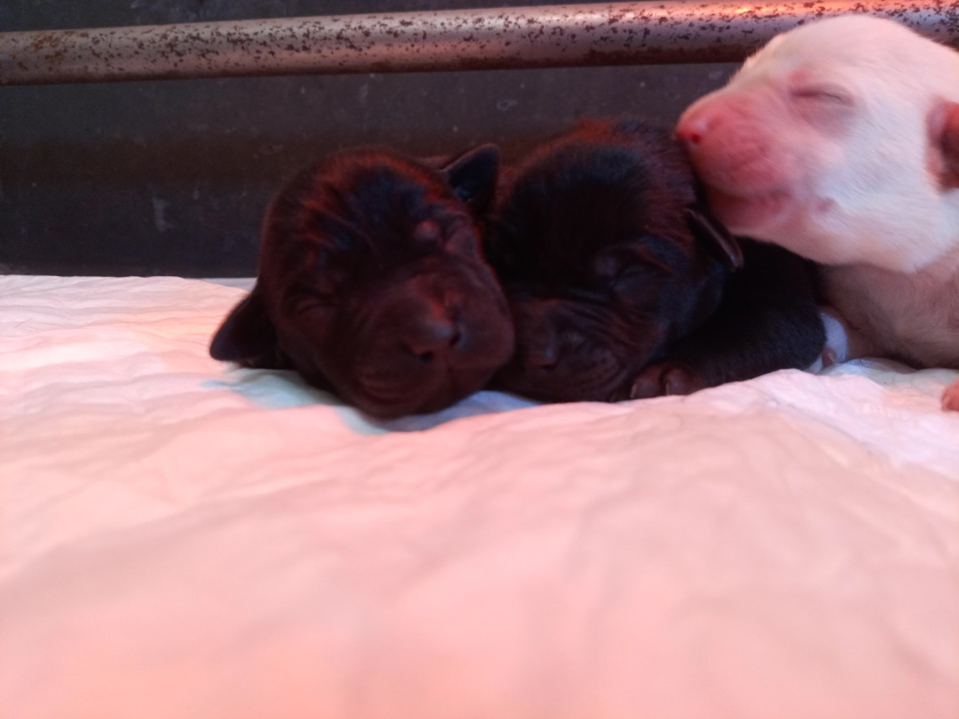du Marais Flamand - Chiots disponibles - Labrador Retriever