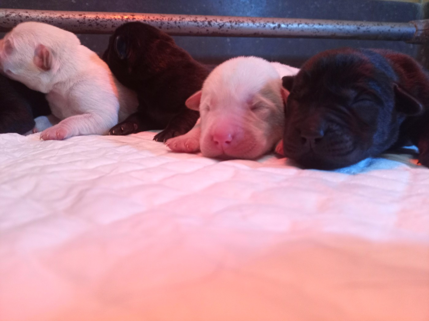 du Marais Flamand - Chiots disponibles - Labrador Retriever