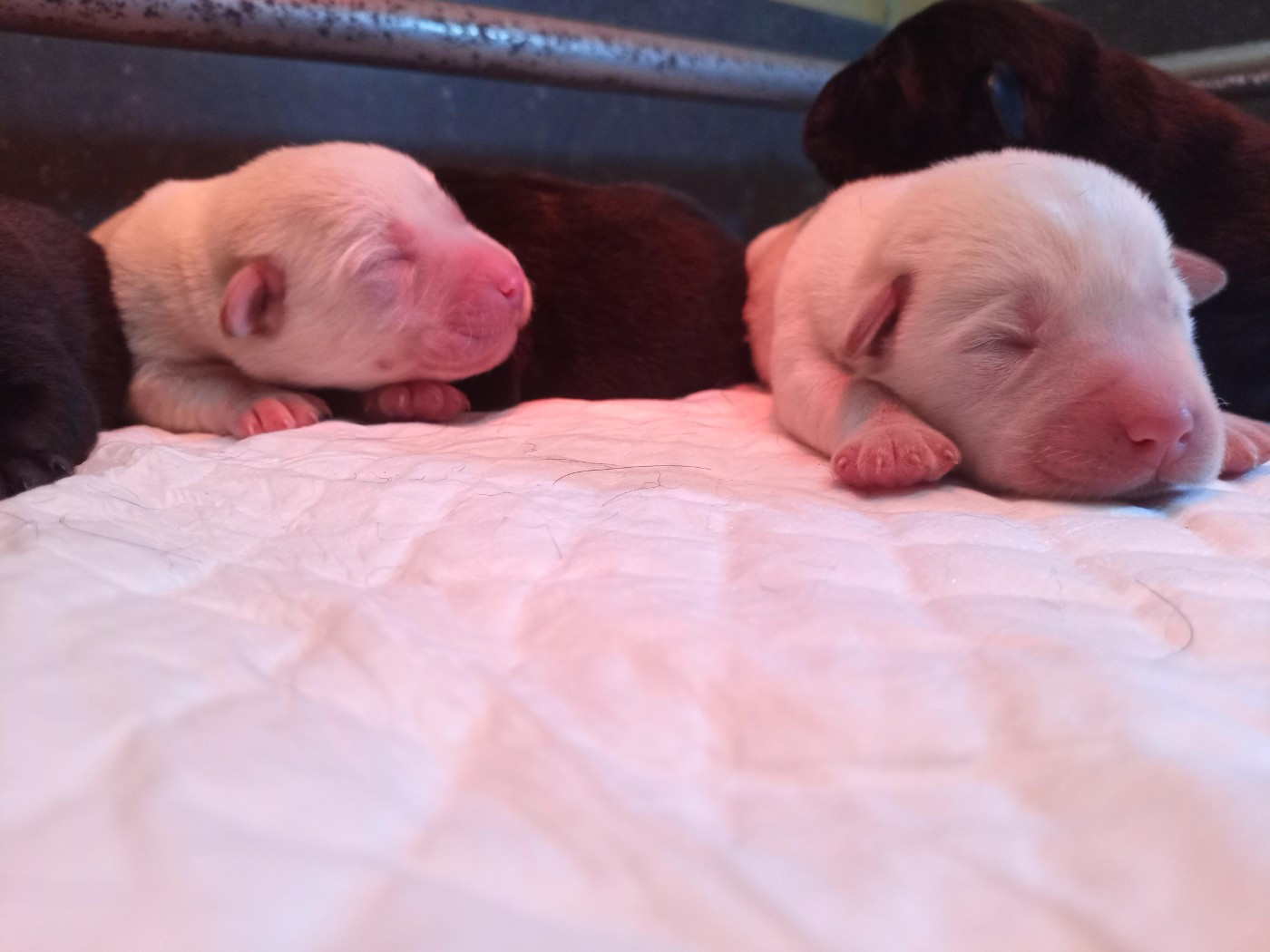 du Marais Flamand - Chiots disponibles - Labrador Retriever