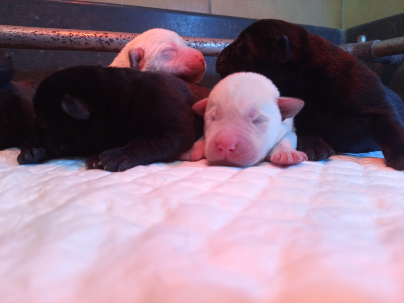 du Marais Flamand - Chiots disponibles - Labrador Retriever