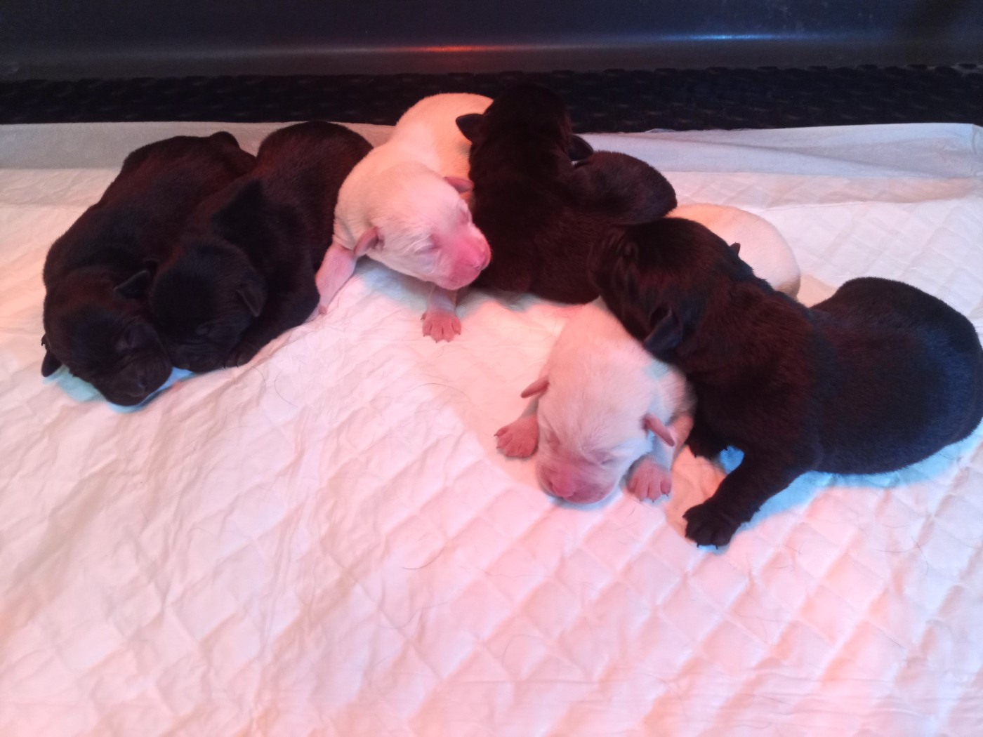 du Marais Flamand - Chiots disponibles - Labrador Retriever