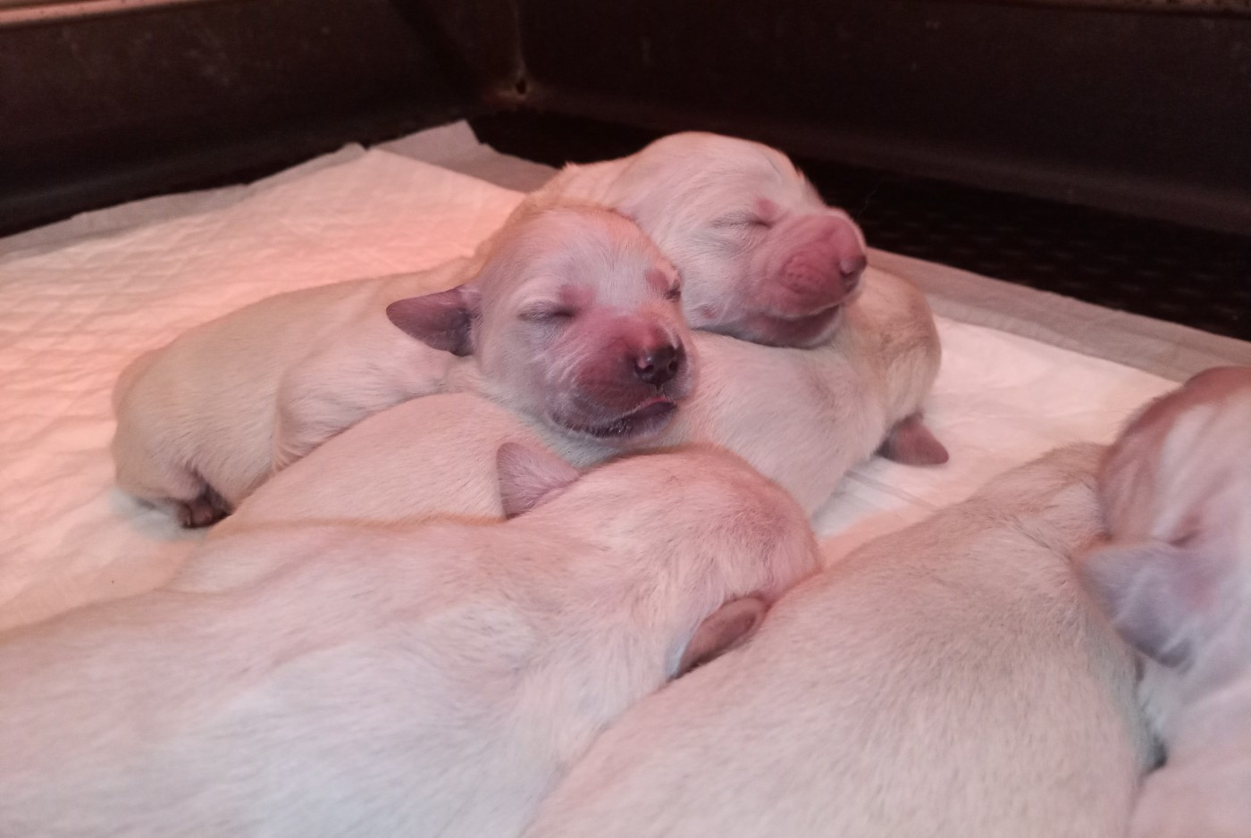 du Marais Flamand - Chiots disponibles - Golden Retriever