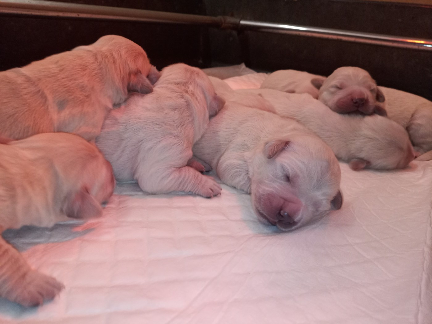 du Marais Flamand - Chiots disponibles - Golden Retriever