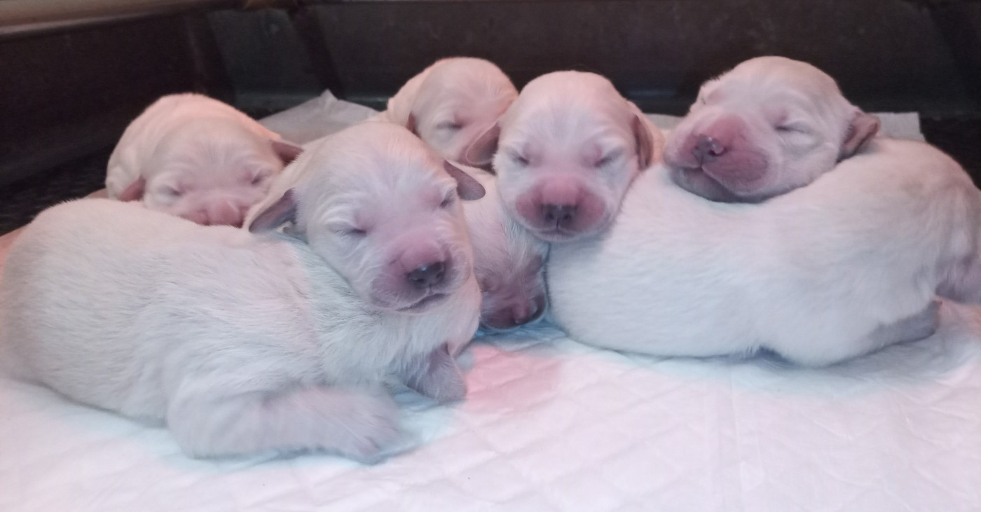 du Marais Flamand - Chiots disponibles - Golden Retriever