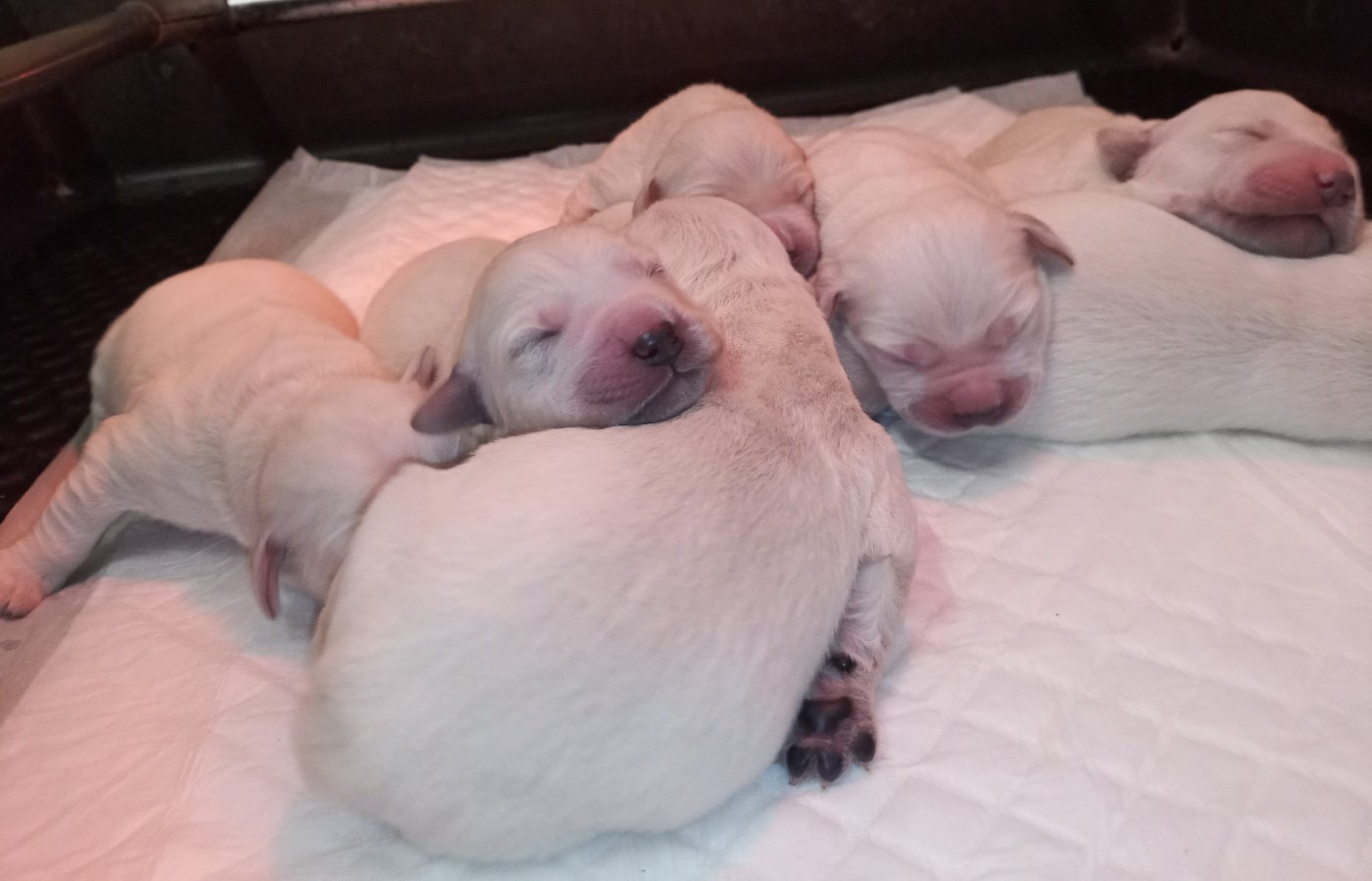 du Marais Flamand - Chiots disponibles - Golden Retriever