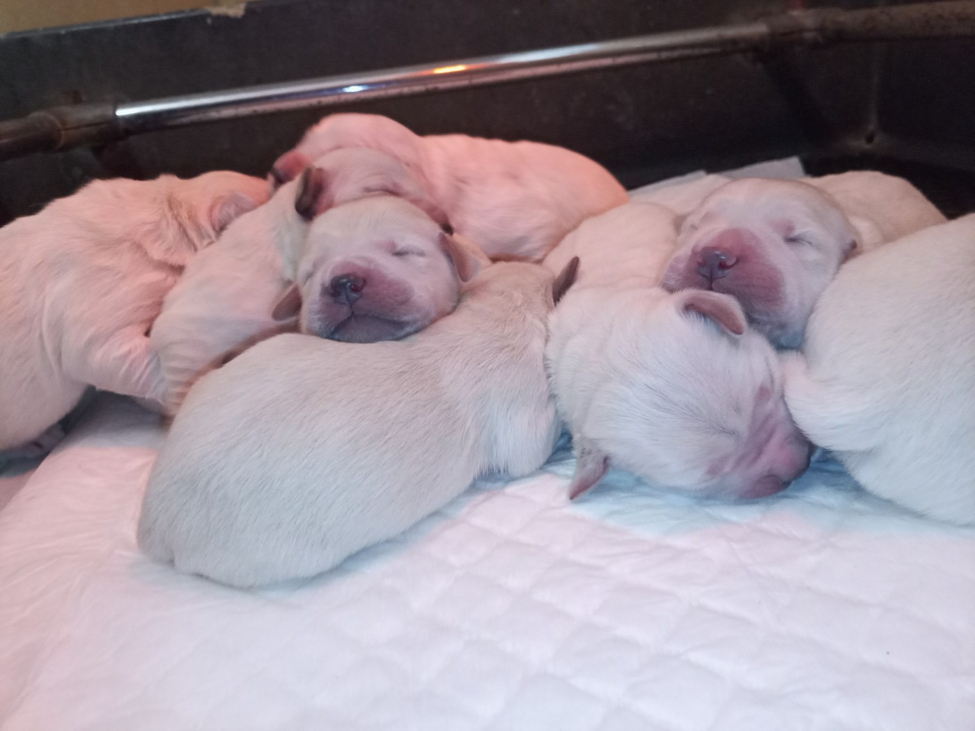 du Marais Flamand - Chiots disponibles - Golden Retriever