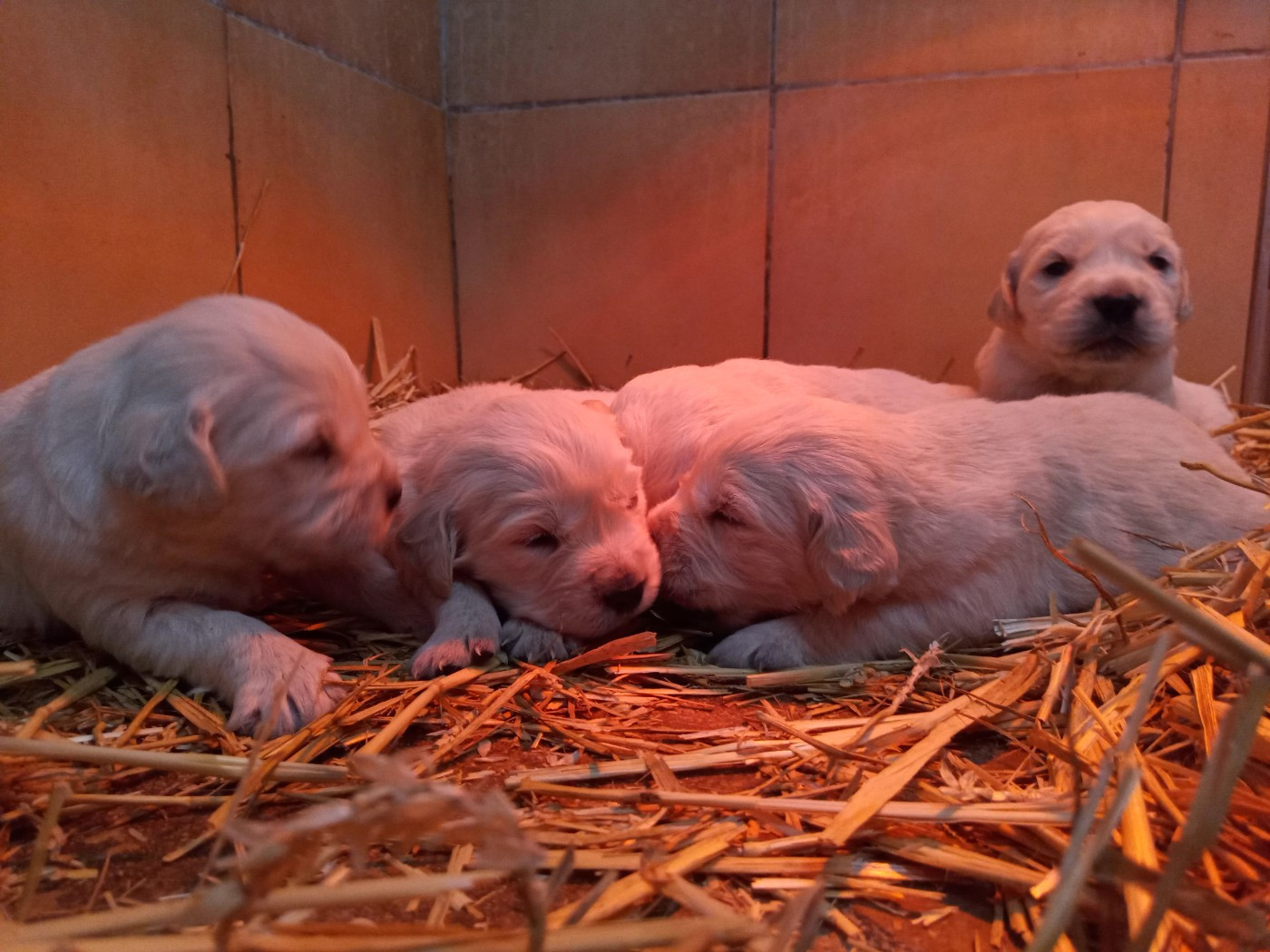 du Marais Flamand - Chiots disponibles - Golden Retriever