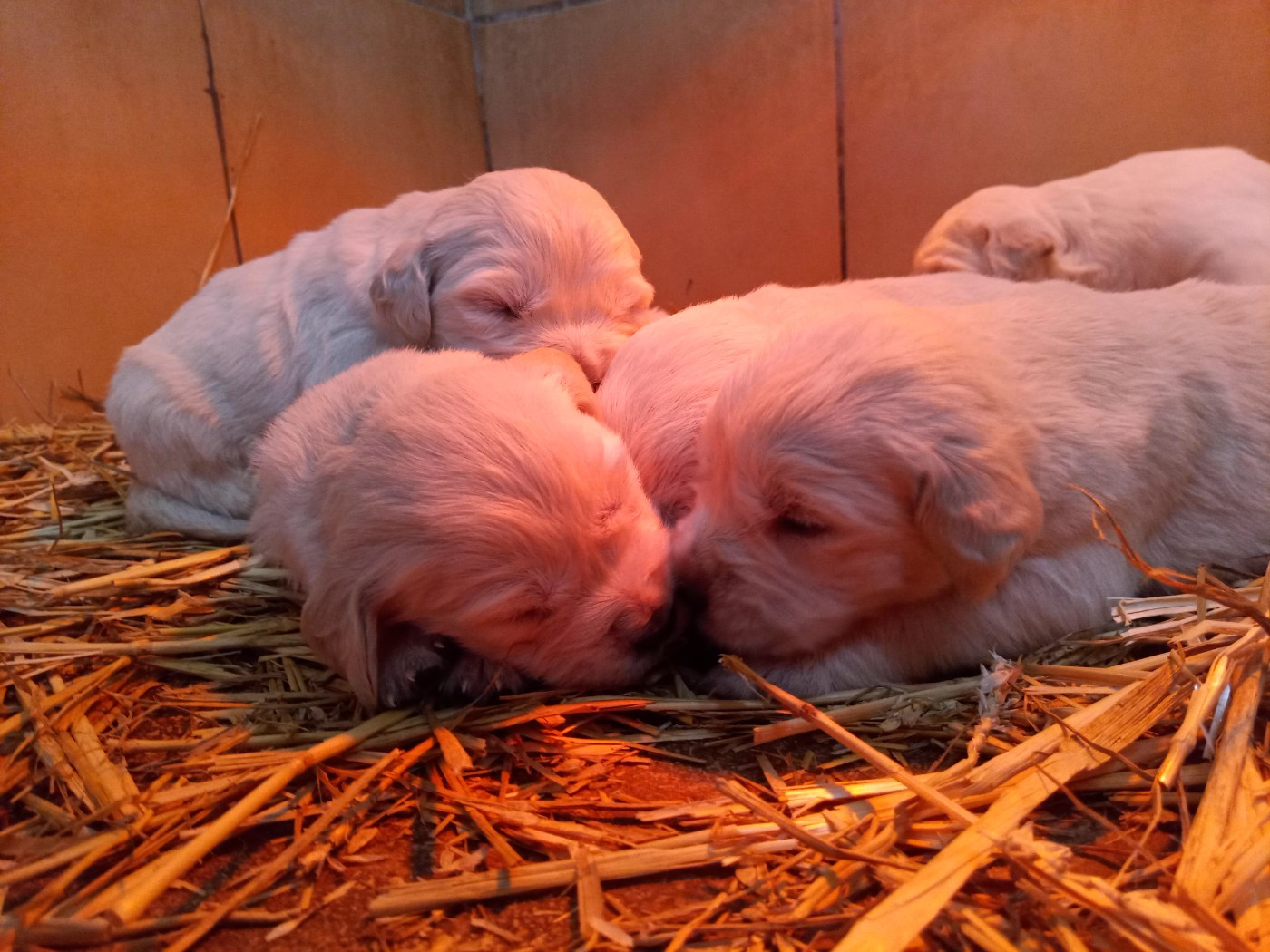 du Marais Flamand - Chiots disponibles - Golden Retriever