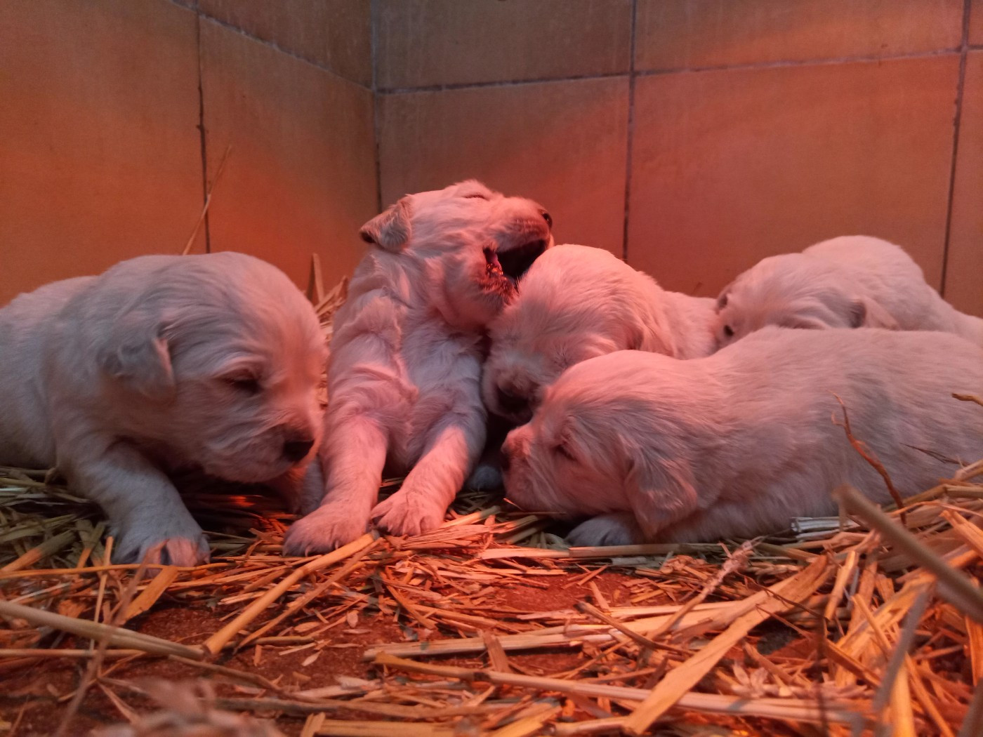 du Marais Flamand - Chiots disponibles - Golden Retriever