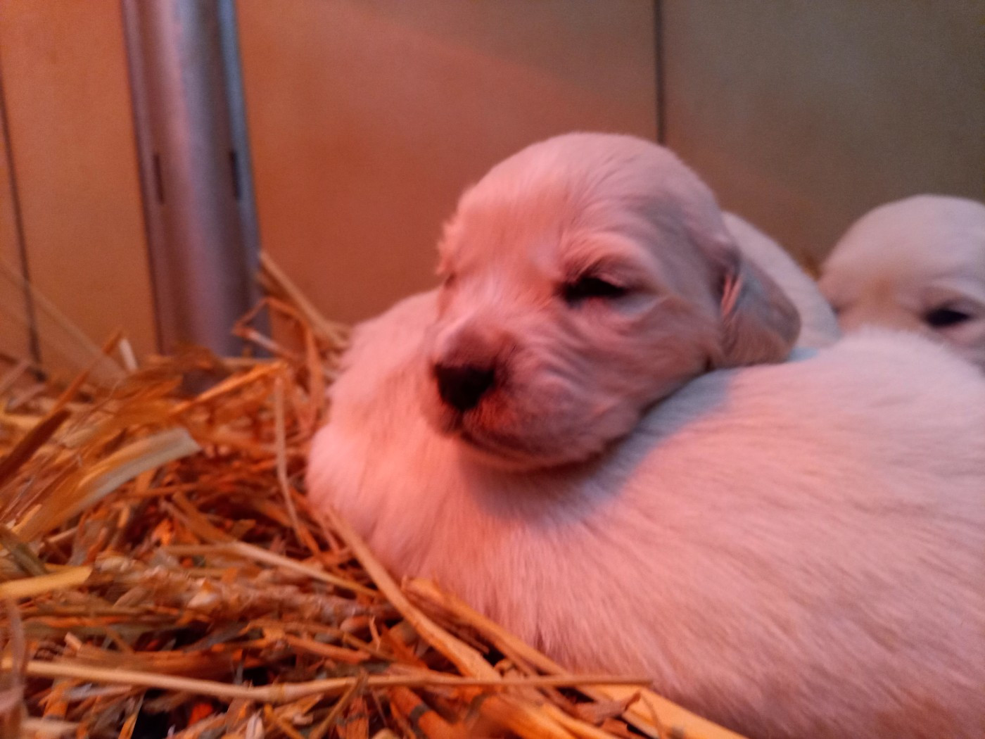du Marais Flamand - Chiots disponibles - Golden Retriever