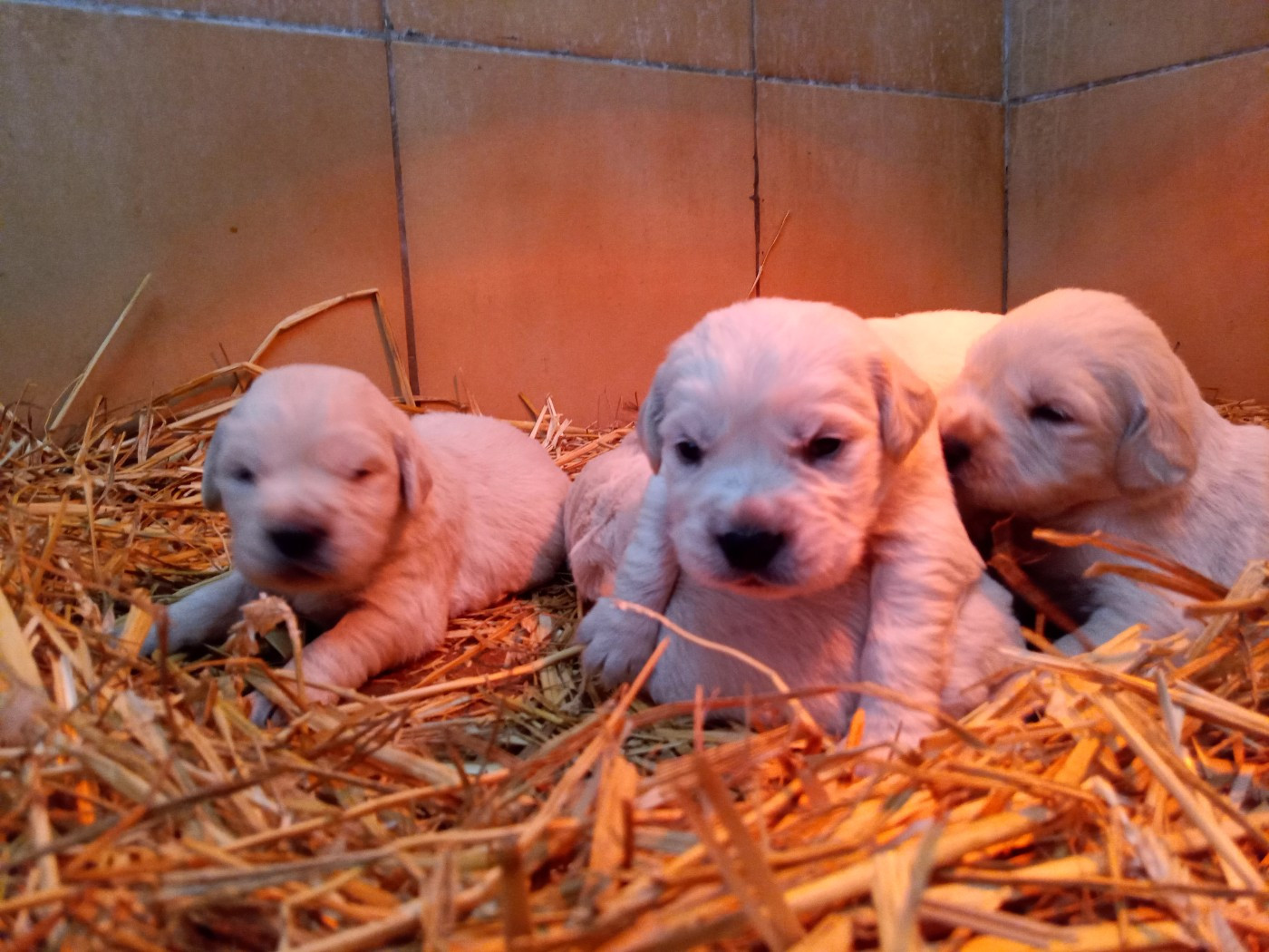 du Marais Flamand - Chiots disponibles - Golden Retriever