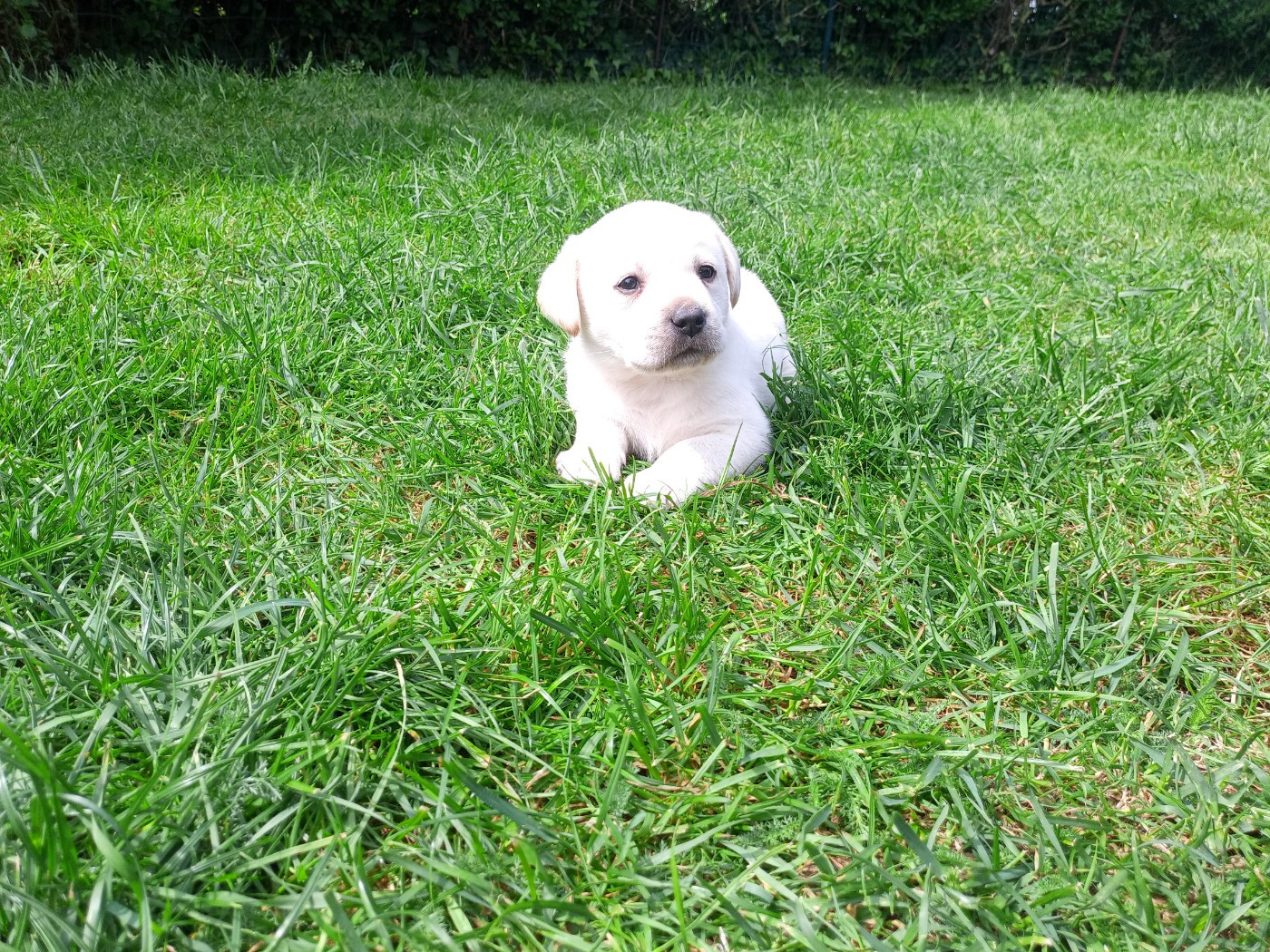 du Marais Flamand - Chiots disponibles - Labrador Retriever