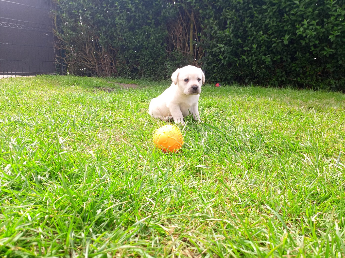 du Marais Flamand - Chiots disponibles - Labrador Retriever