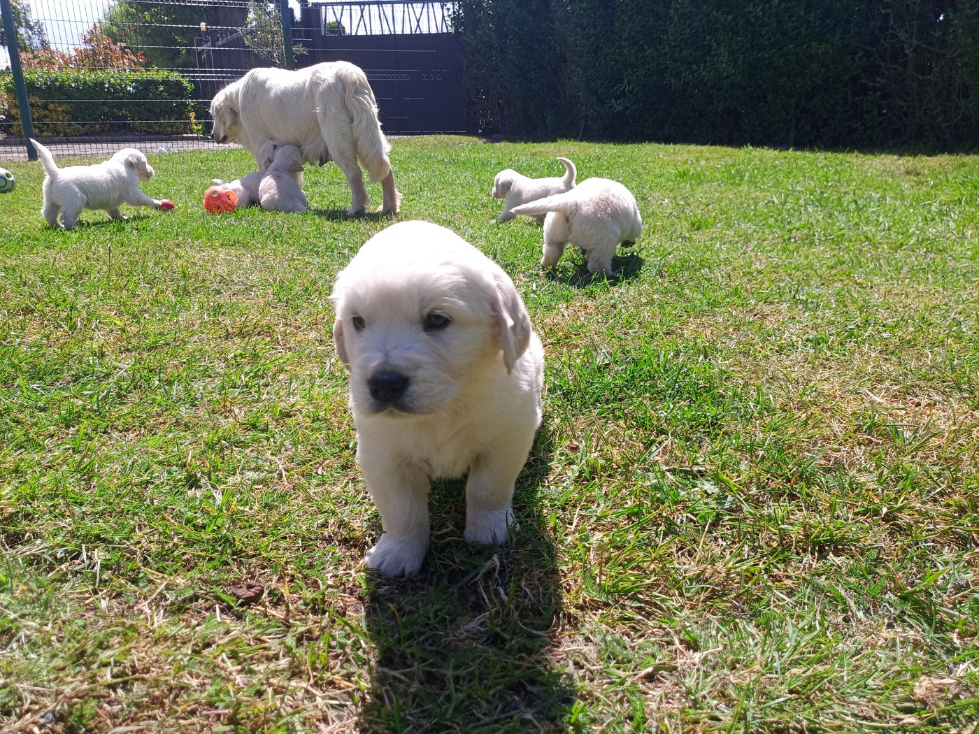 du Marais Flamand - Chiots disponibles - Golden Retriever