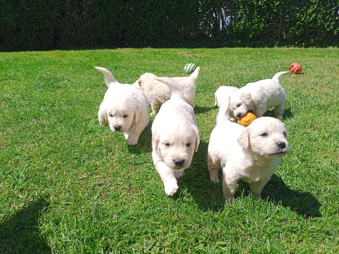 du Marais Flamand - Chiots disponibles - Golden Retriever