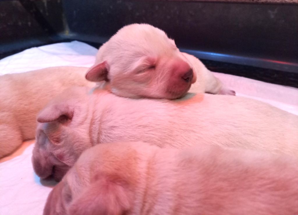 du Marais Flamand - Chiots disponibles - Labrador Retriever