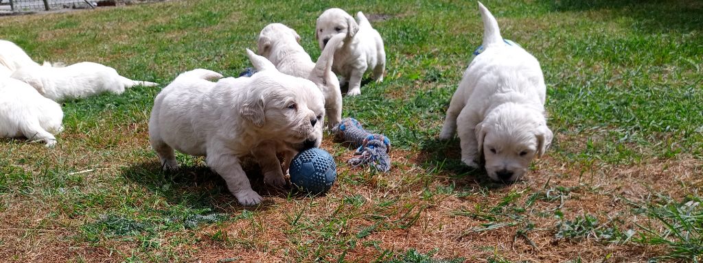 du Marais Flamand - Chiots disponibles - Golden Retriever
